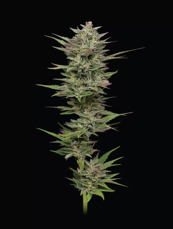 Trainwreck