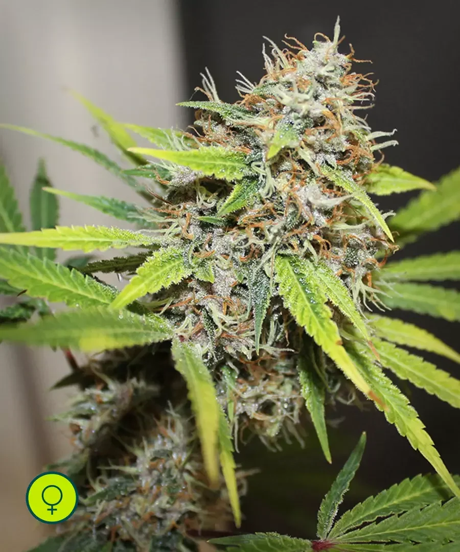 Pineapple Poison