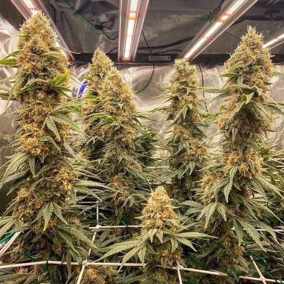 Green Poison