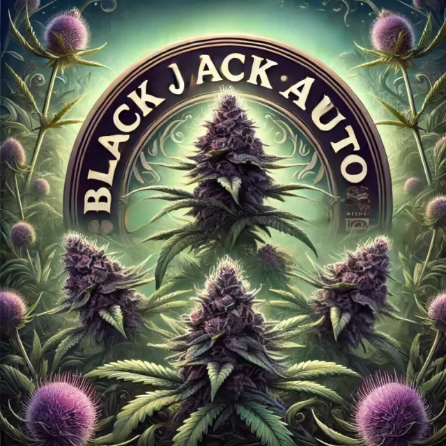 Black Jack