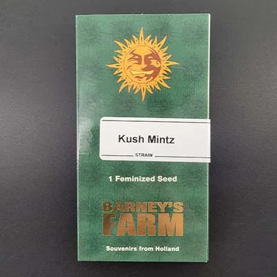 Kush Mintz 2