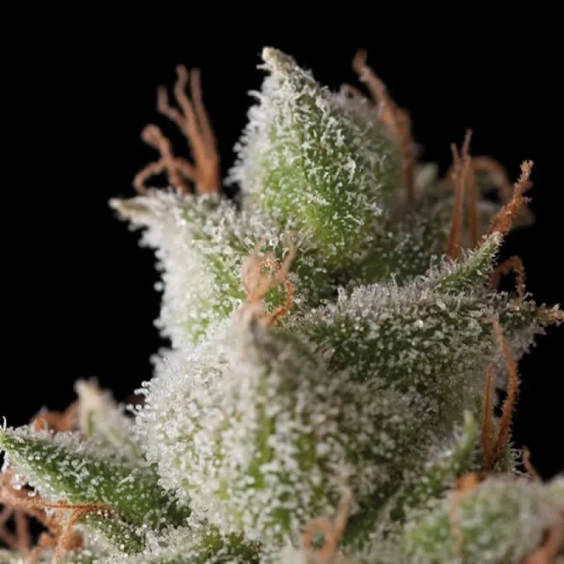 White Widow