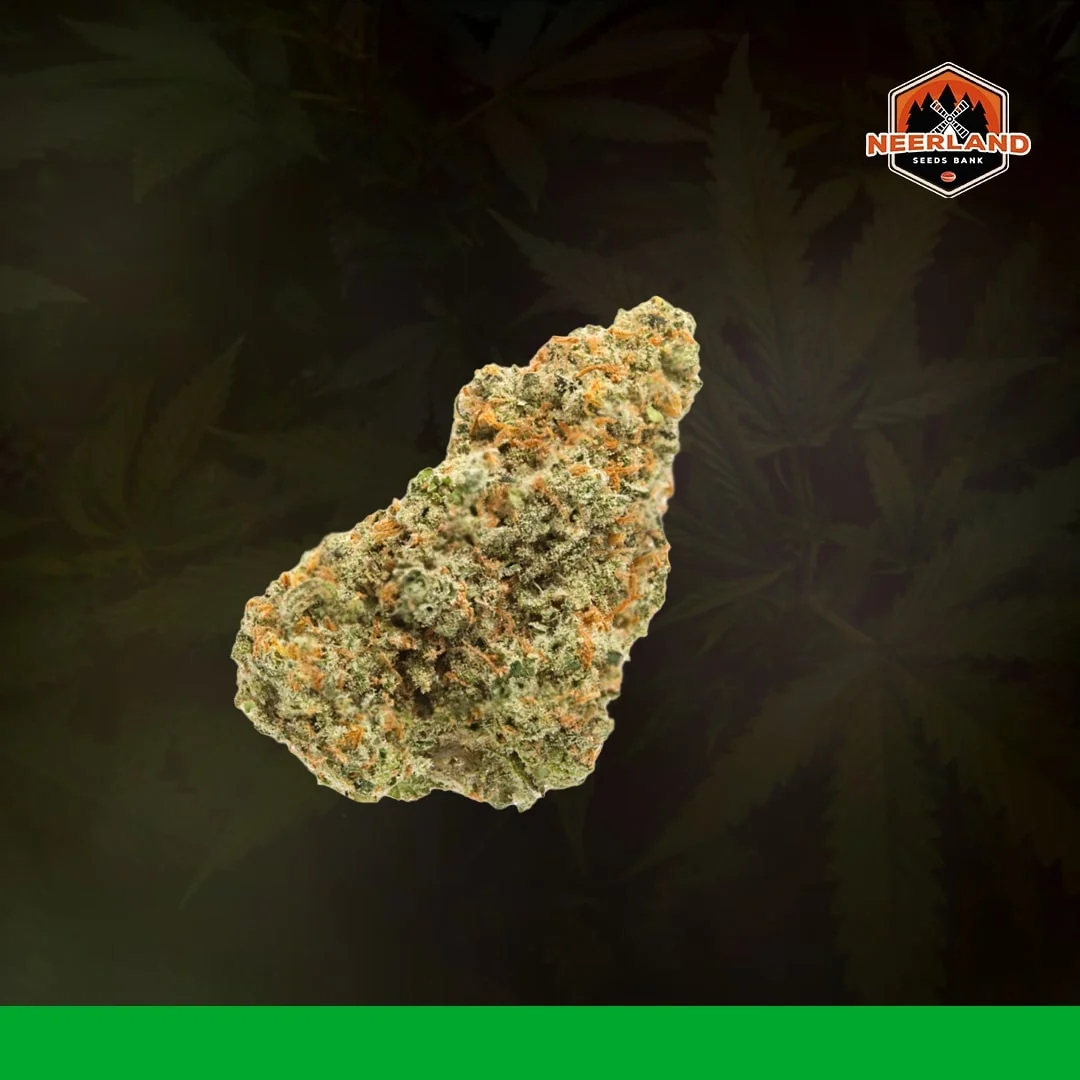 Jack Herer
