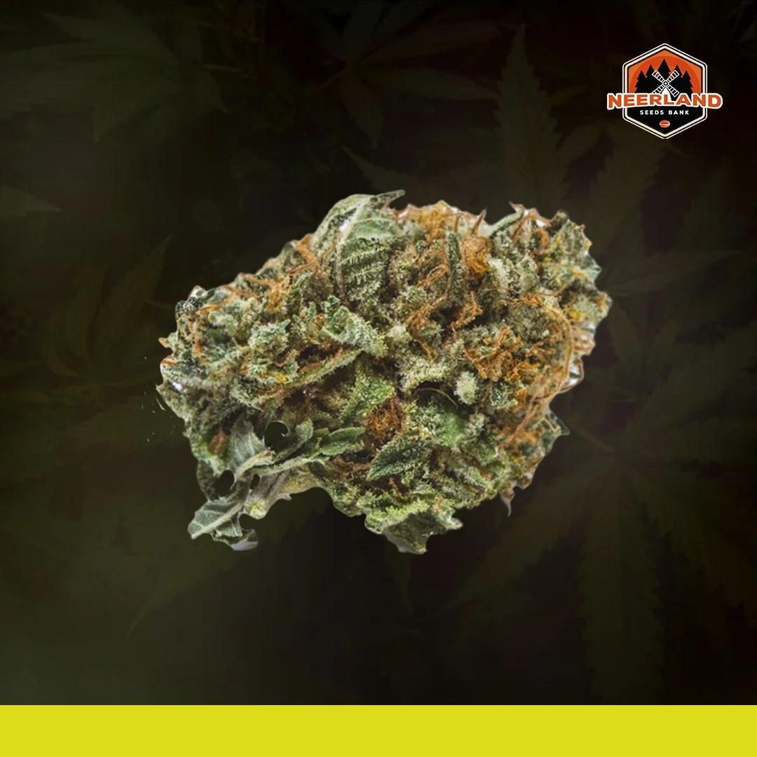 Big Bud