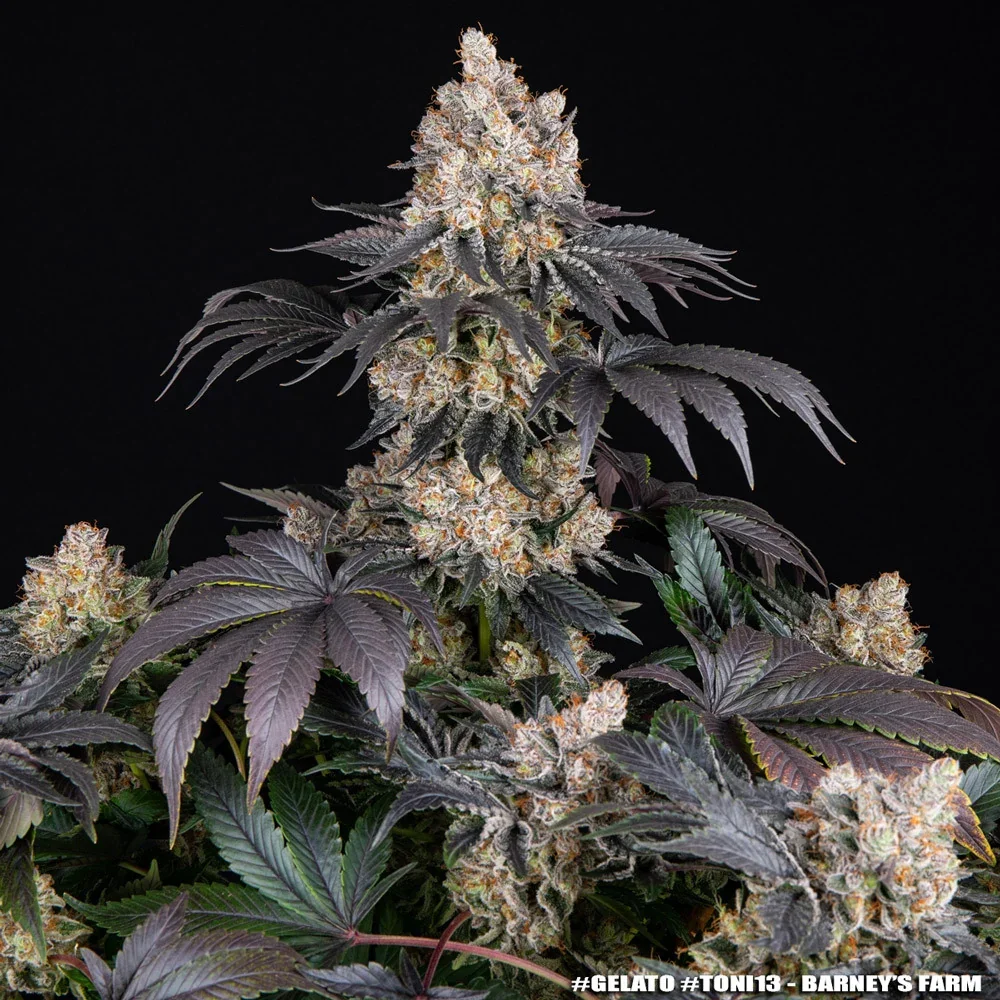 Gelato