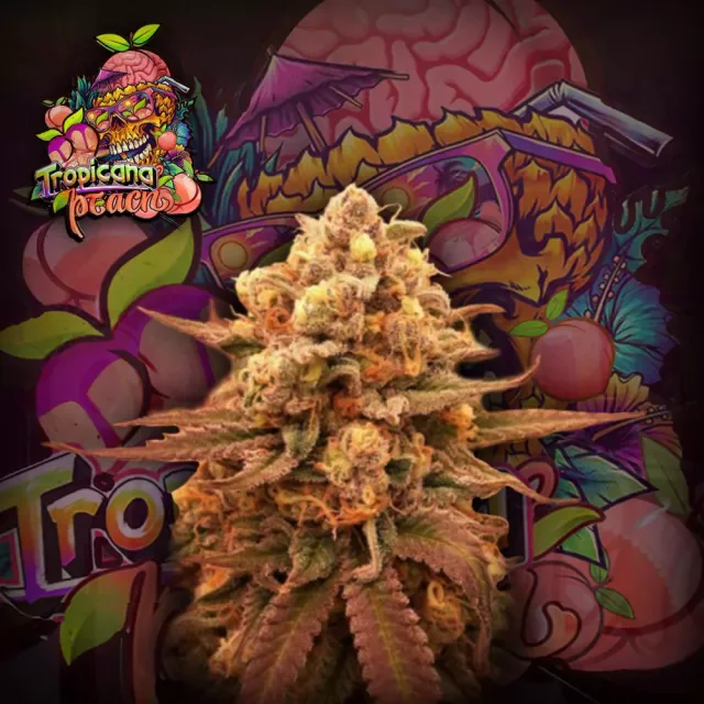 Tropicana Peach Crazyseeds