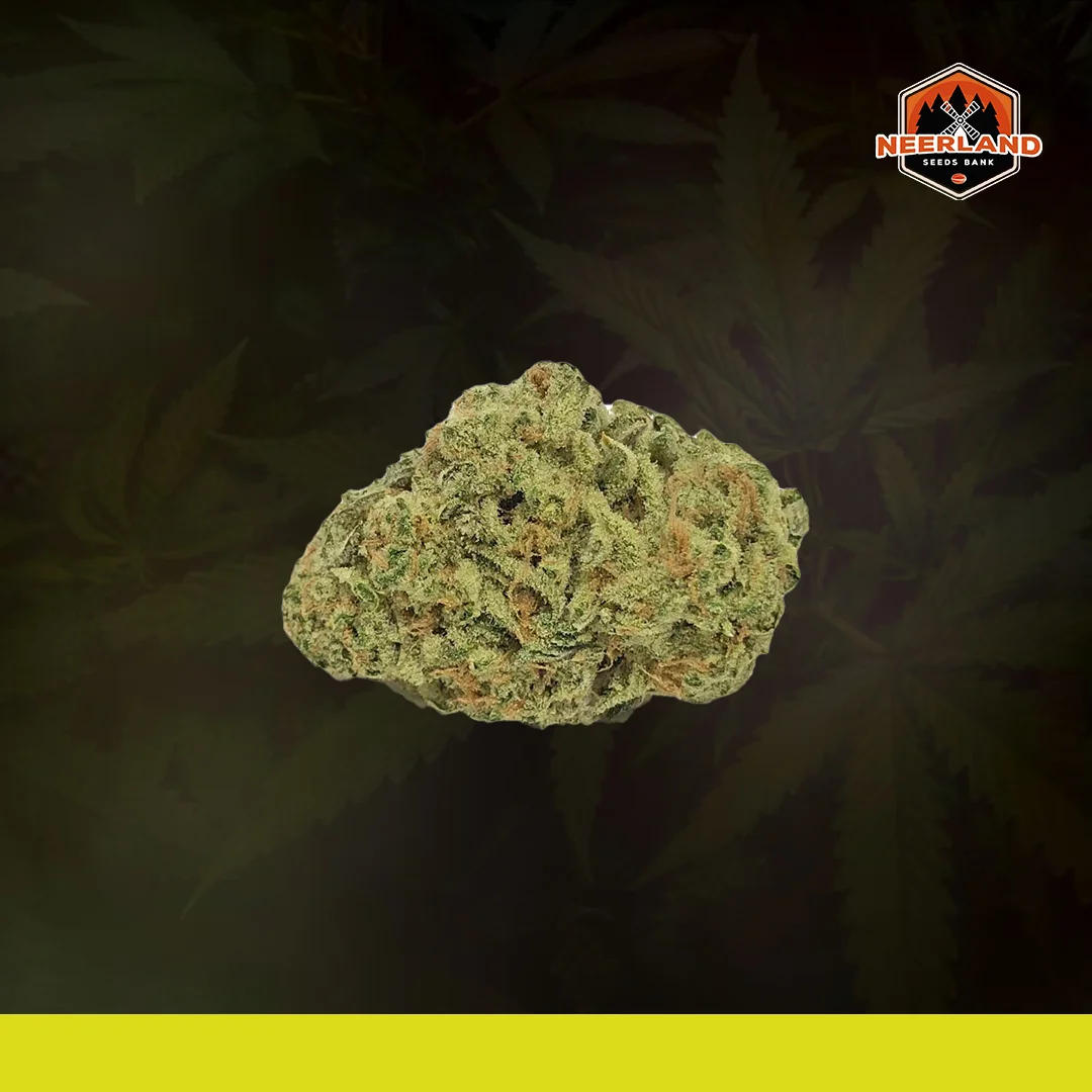 Amnesia Kush