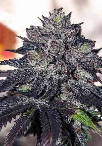 Gordo Master Kush