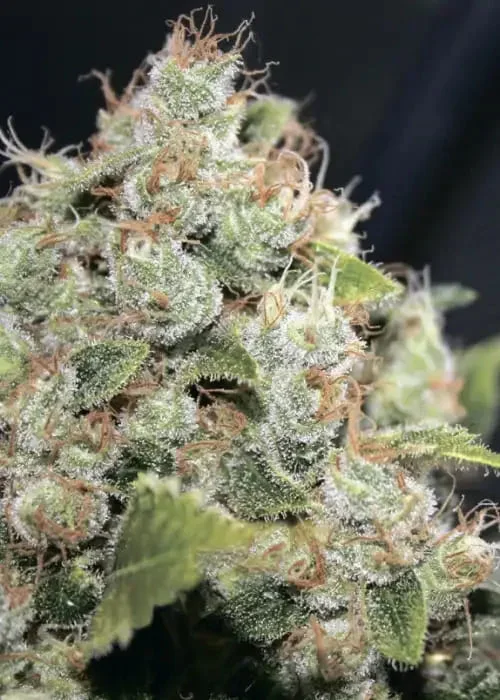 Sour Diesel