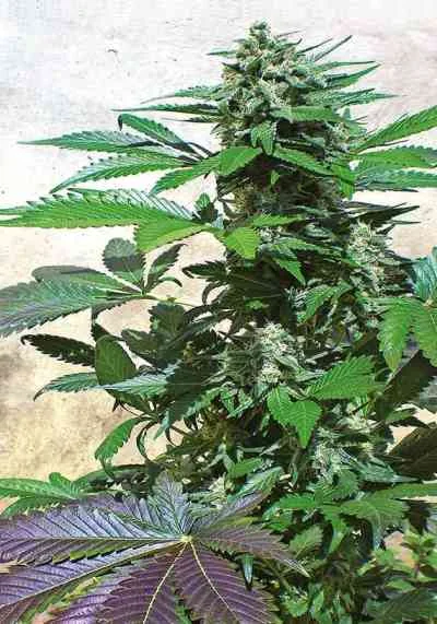 Blue Rhino