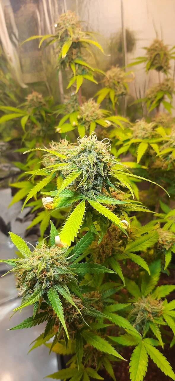 Harlequin Cbd