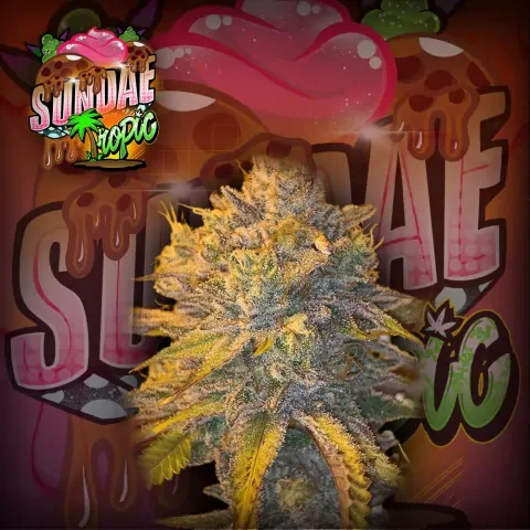Sundae Tropic 2