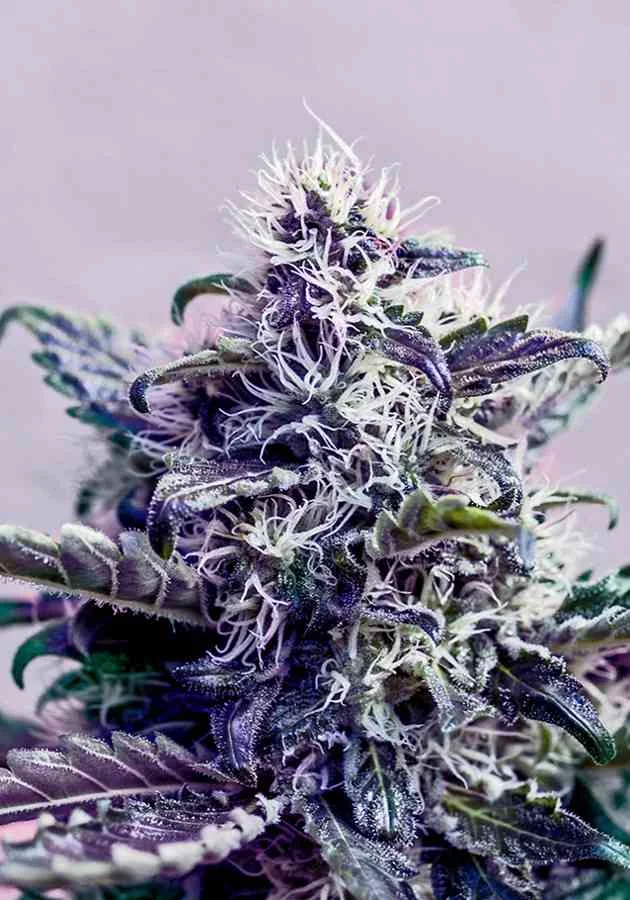 Kush Express 2