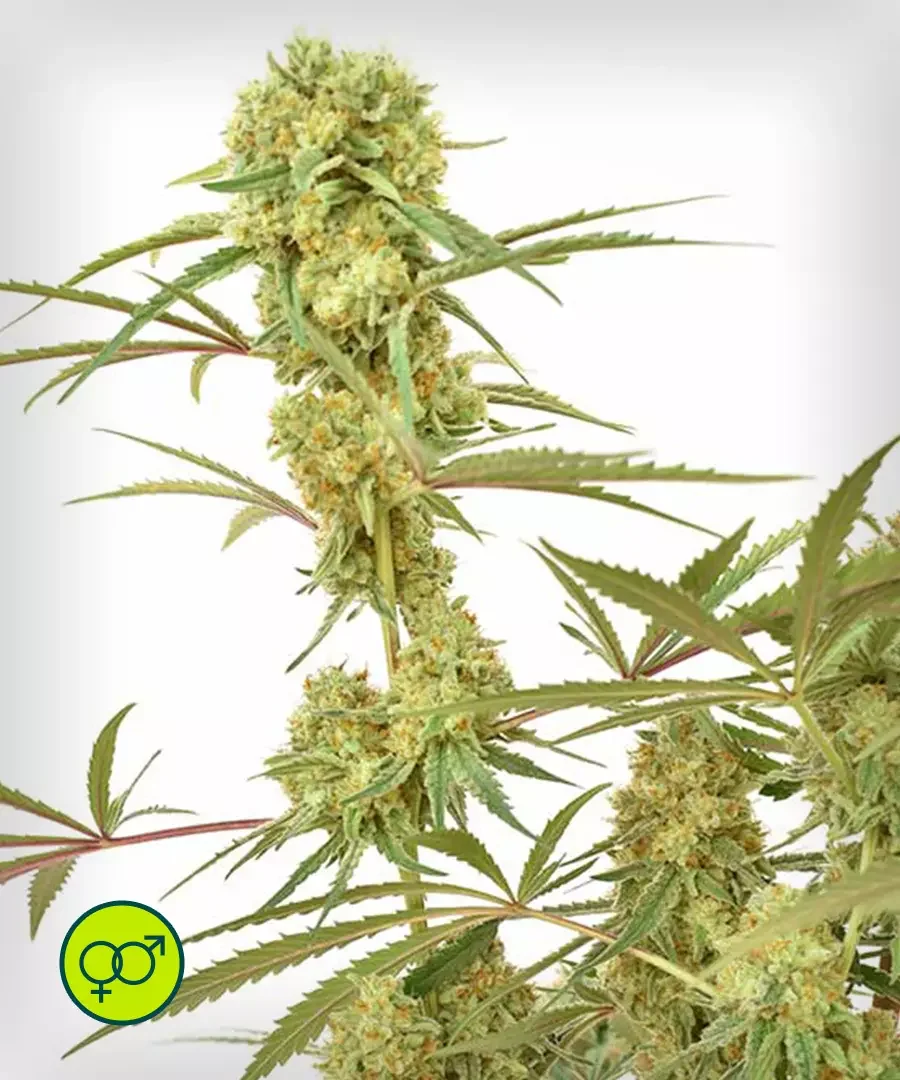 Durban Poison