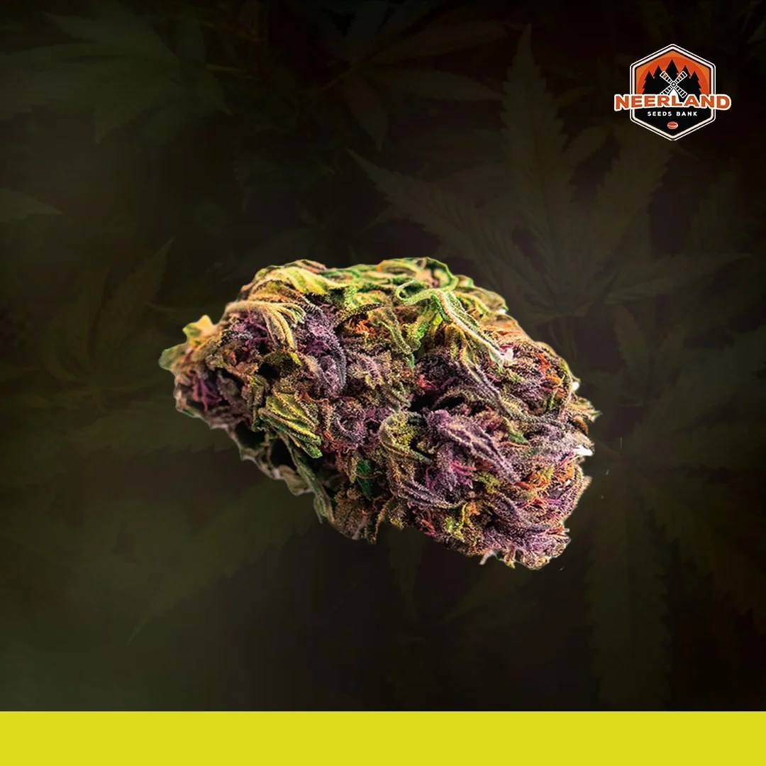 Purple Afghan Kush
