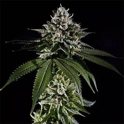 Fire Og