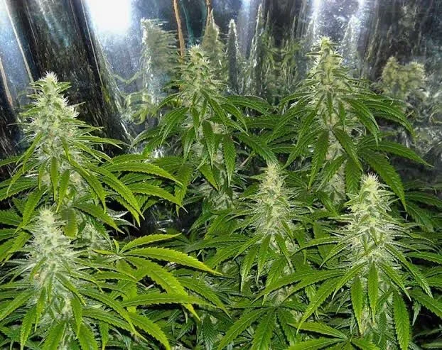 Mexican Sativa