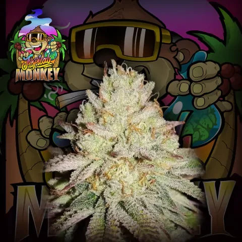 Tropical Monkey 2