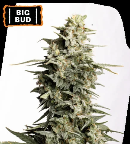 Big Bud
