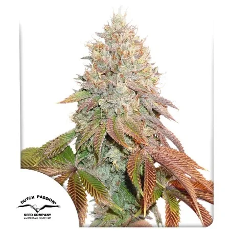 Banana Blaze