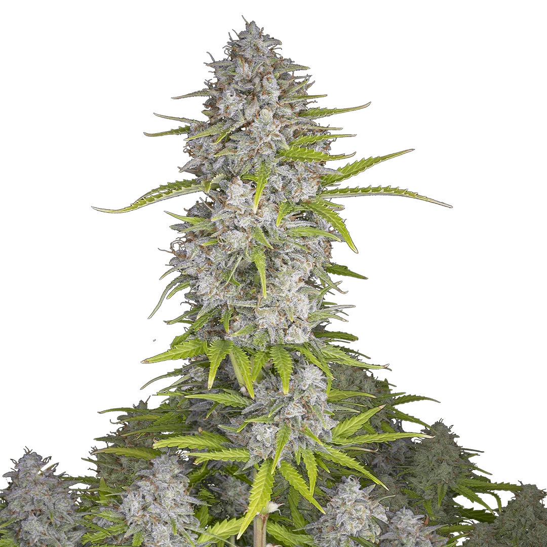 Orange Sherbet