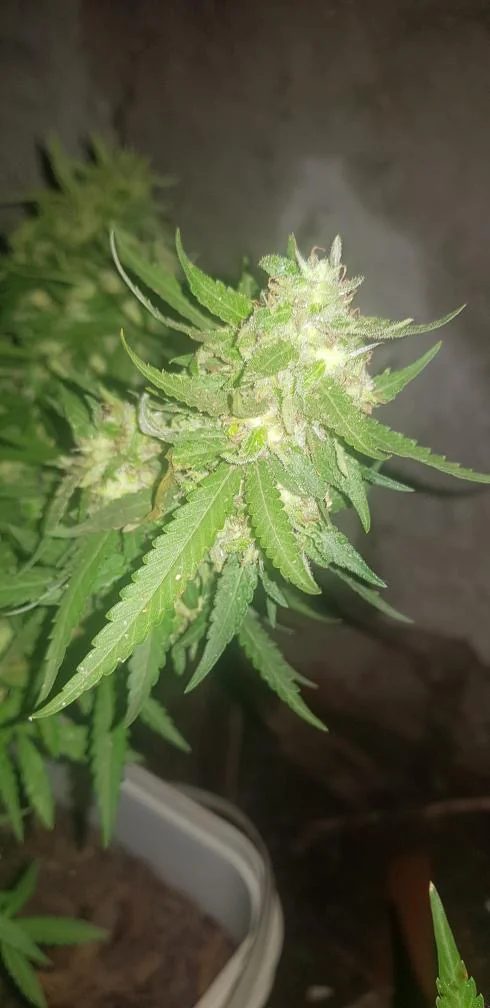 Big Bud