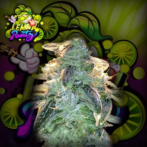 Lemon Runtz 2