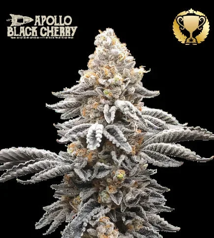 Apollo Black Cherry