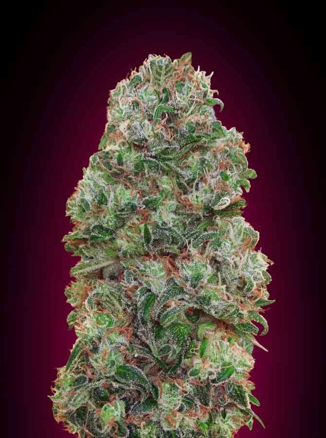 Bubble Gum 5