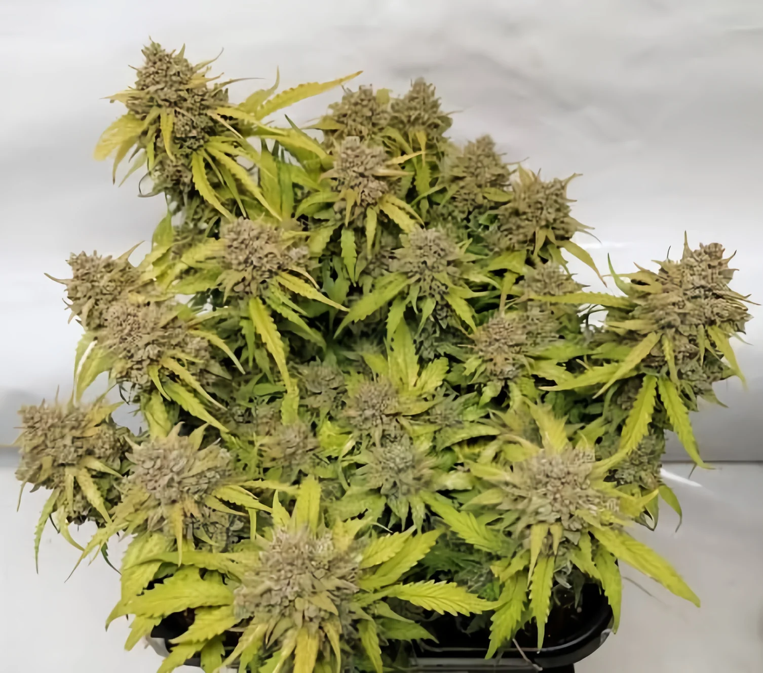 Amnesia Haze