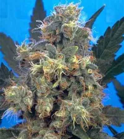 Bubble Gum