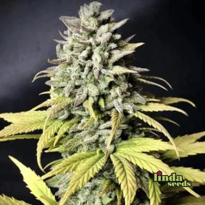 Tropicana Cookies