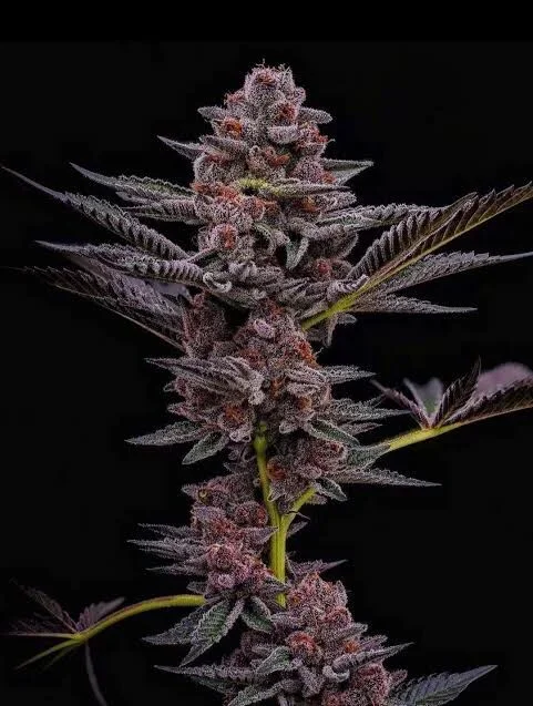 Tropicana Cookies