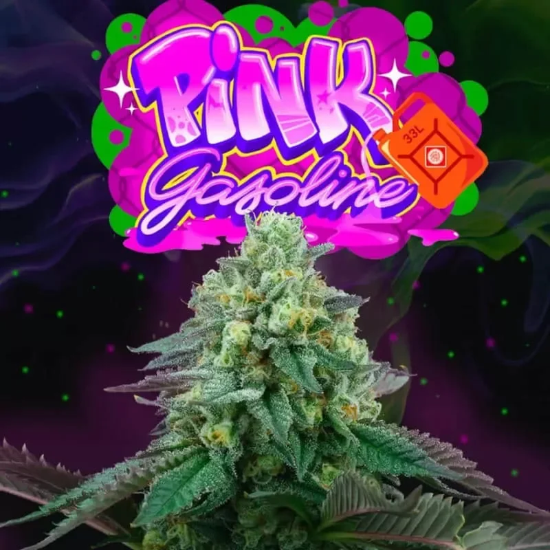 Pink Gasoline