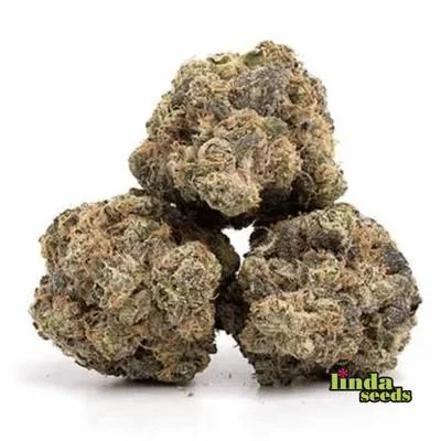 Lemon Cherry Gelato 3
