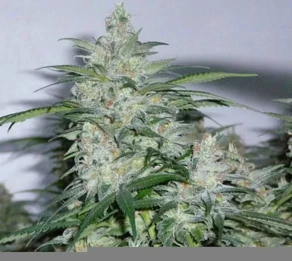 Northern Lights