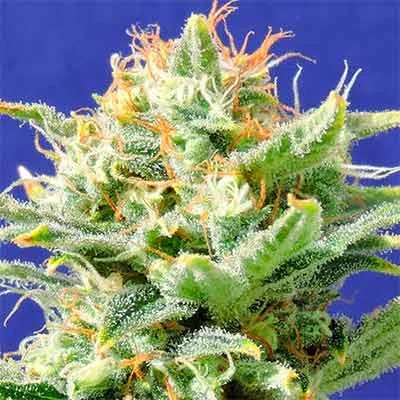 Super Skunk