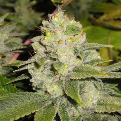 Deadhead Og 3