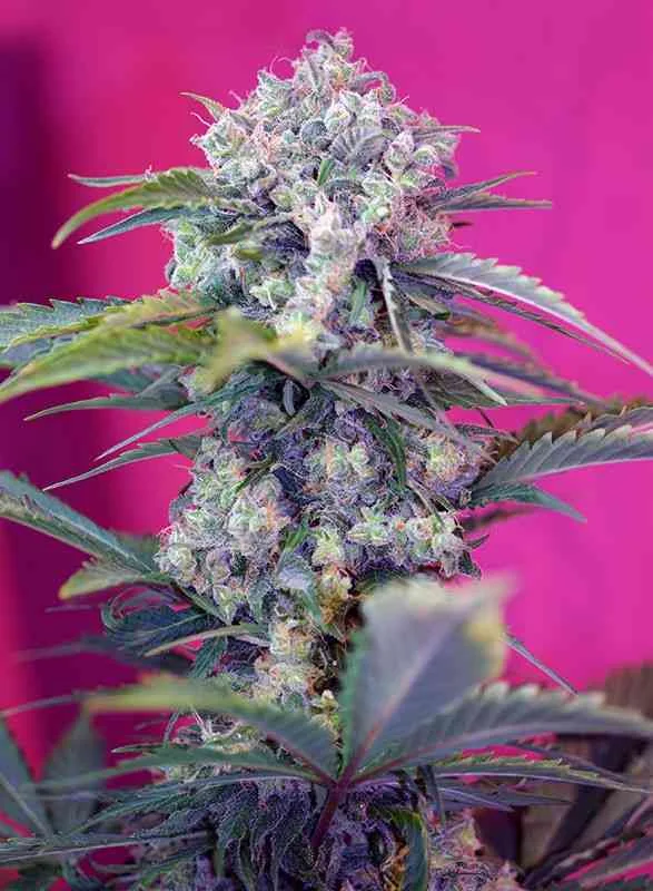 Cream Mandarine 2