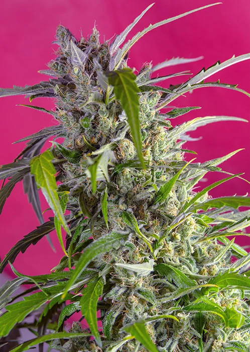 Crystal Candy