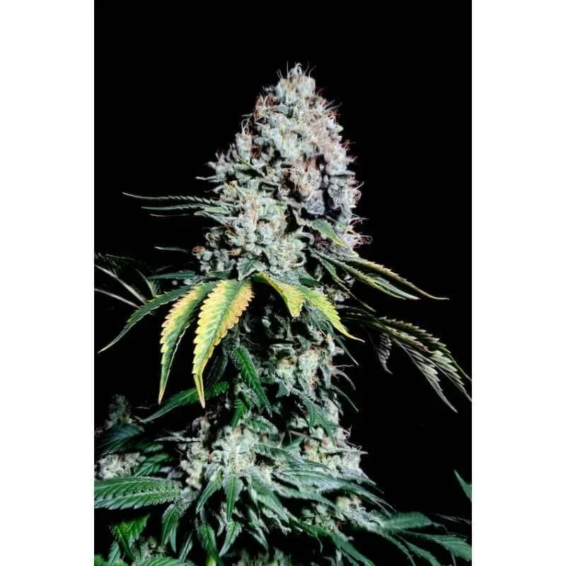 Kosher Haze