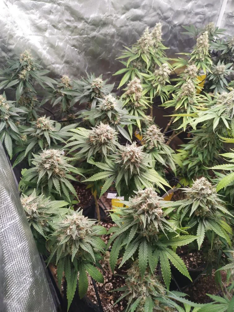 Special Flush Cbg