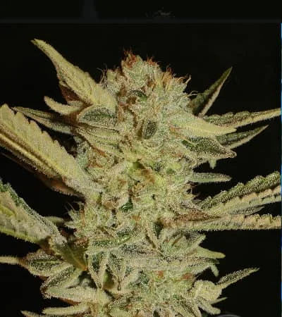 Bubble Gum 2