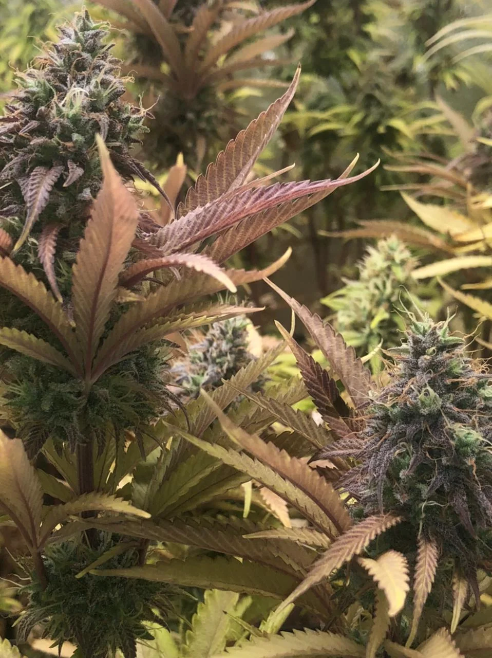 Purple Cbd