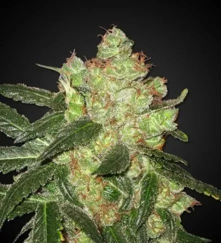 Ak