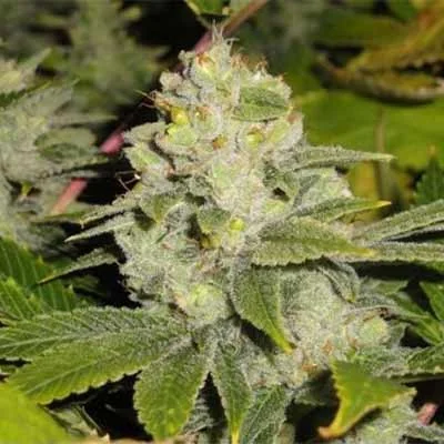 Deadhead Og