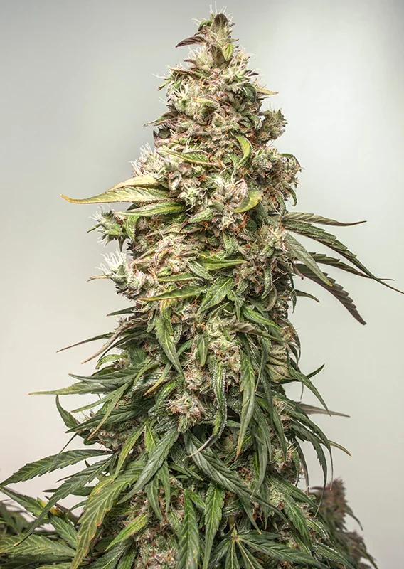 Cbd Charlotte S Angel 2