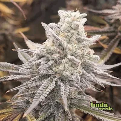 Lemon Cherry Gelato