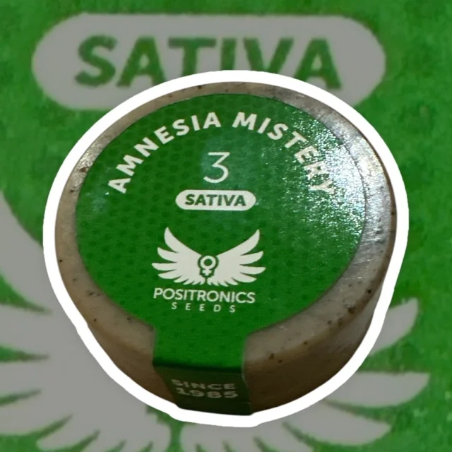 Amnesia Mistery - 3 sementes