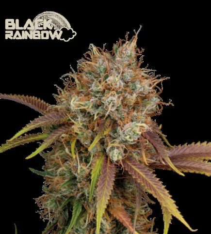 Black Rainbow